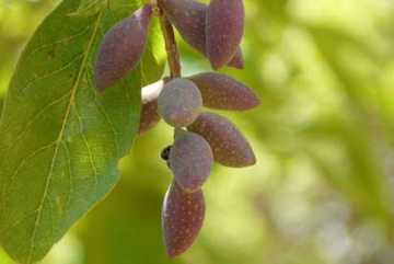 ত্বকের উজ্জ্বলতা বাড়ায় হরতকি