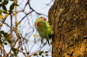 মিষ্টি পাখি চন্দনা 
