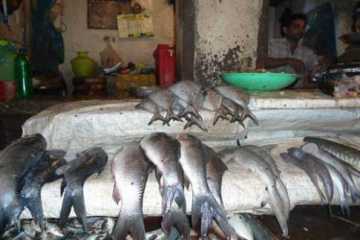 টাটকা মাছ চিনবেন যেভাবে