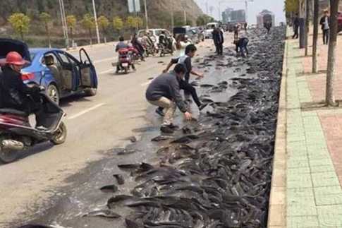 ব্যাংককের রাস্তায় হঠাৎ মাছ বৃষ্টি!