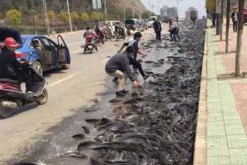 ব্যাংককের রাস্তায় হঠাৎ মাছ বৃষ্টি!