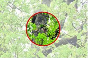 গাছের ডালে দুর্লভ পাখি 