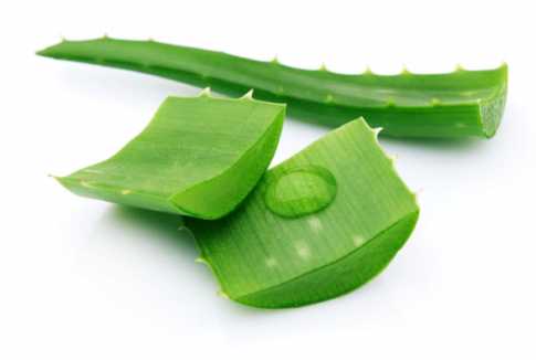 ঘৃতকুমারীর অনন্য গুণ

