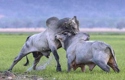 গাভী দখলে দুই ষাড়ের লড়াই
