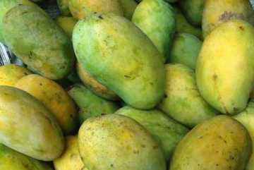 সাতক্ষীরার আম যাচ্ছে লন্ডনে