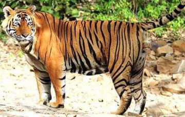 মানুষখেকো নাকি নিরাপরাধ!