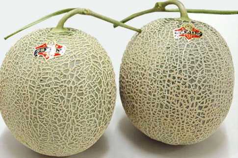 এক জোড়া বাঙ্গির দাম ১০ লাখ টাকা!
