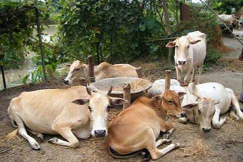 দেশে গরুর সংখ্যা ২ কোটি ৮১ লাখ