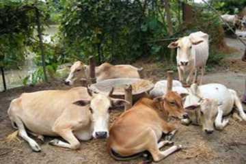 দেশে গরুর সংখ্যা ২ কোটি ৮১ লাখ