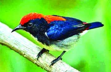 সিঁদুরে ফুলঝুরি