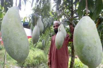 আতিয়ারের বাগানে ৪ কেজি ওজনের বিচিত্র আম