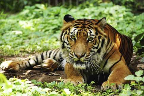 বিশ্ব বাঘ দিবস আজ