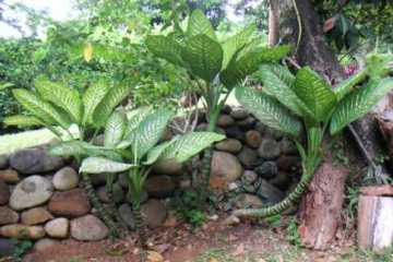 ঘরে রাখা মৃত্যুফাঁদ যে গাছ