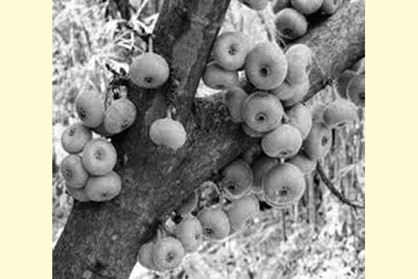 ডুমুরের উপকারিতা
