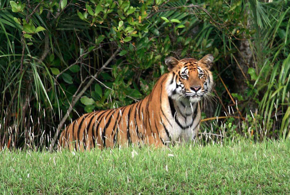 সুন্দরবন পরিদর্শনে ১১ বিদেশি পর্যটনমন্ত্রী
