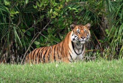 সুন্দরবন পরিদর্শনে ১১ বিদেশি পর্যটনমন্ত্রী