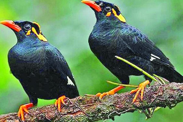 কত কথা কয় ময়না