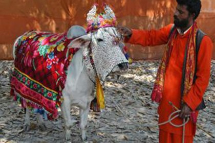 গরু জবাই ঠেকাতে বিজেপির 'গোমাতা উৎসব'