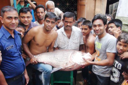 পদ্মায় ধরা পড়লো ২৯ কেজি ওজনের মাছ