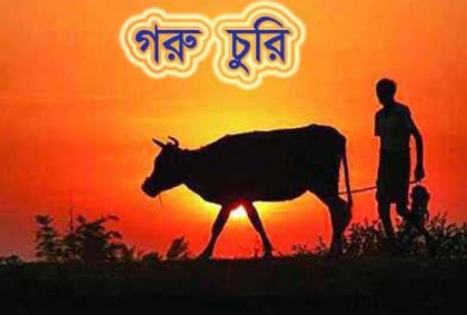 বড়াইগ্রামে একরাতে ৫ গরু চুরি
