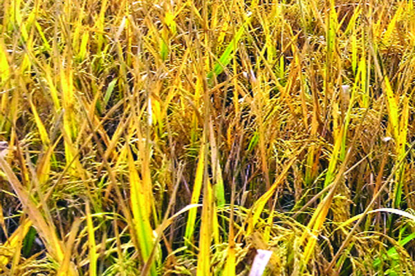 উচ্চ ফলনশীল ধান উদ্ভাবন