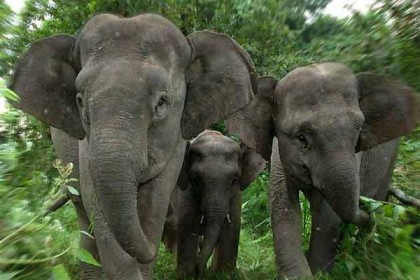 লোকালয়ে ঢুকে পড়লো ২২টি হাতি 