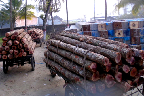 শরণখোলায় লক্ষাধিক টাকার সুন্দরী কাঠসহ আটক ২