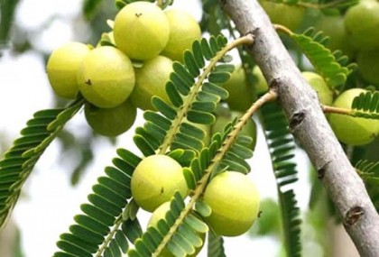 আমলকির কী কী গুণাগুণ আছে?
