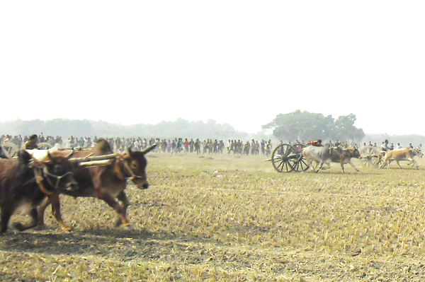 ঝিনাইদহে ঐতিহ্যবাহী গরুর গাড়ির দৌড় প্রতিযোগিতা
