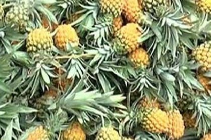 মাথায় হাত শিলিগুড়ির আনারস চাষীদের