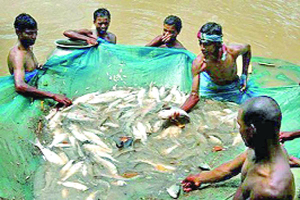 হাওরে পুকুরে মাছ পাড়ে সবজি চাষ