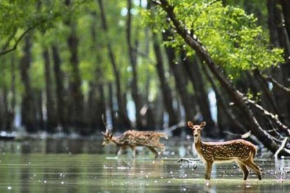 সুন্দরবনকে বাঁচাতে রাস্তায় নামার আহ্বান
  