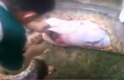 অ্যানাকোন্ডার পেটে আস্ত কুকুর (ভিডিওসহ)