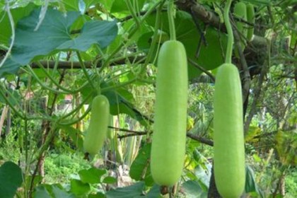 লিভারের কর্মক্ষমতা বাড়ায় লাউ