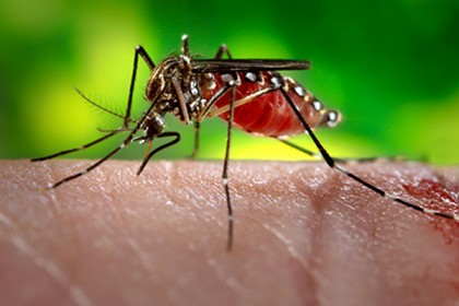 জিকা ভাইরাস নিয়ে যুক্তরাষ্ট্রে সতর্কতা