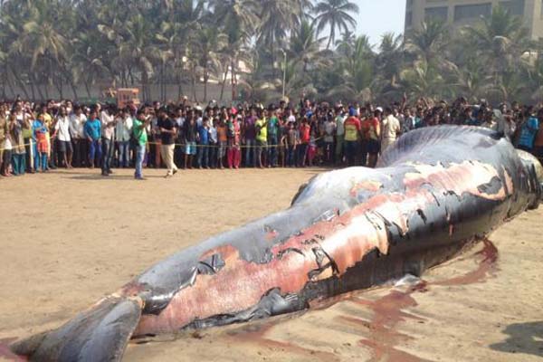 ভারতের জুহু বিচে ভেসে এলো মৃত তিমি