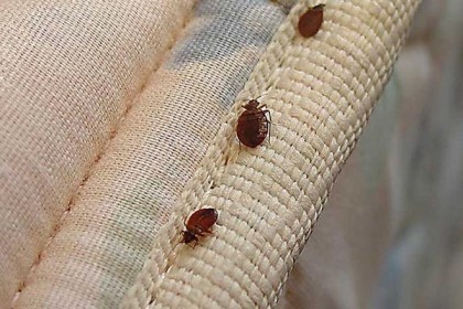 শক্তি বাড়ছে ছারপোকার: গবেষণা