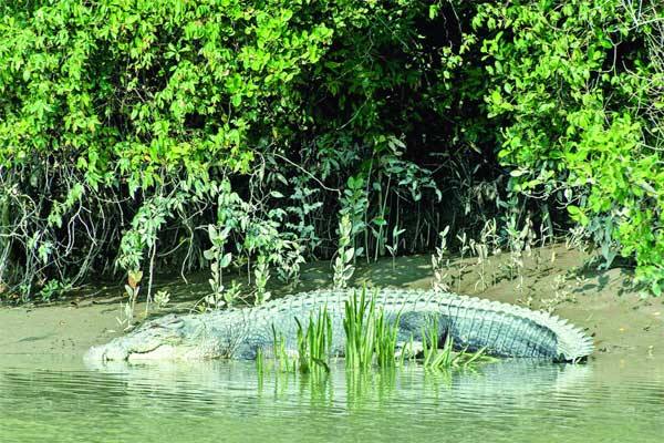 
সুন্দরবনে লোনা পানির কুমির গণনা শুরু
