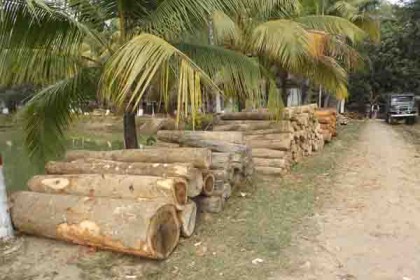 লামায় অবৈধ কাঠ আটক