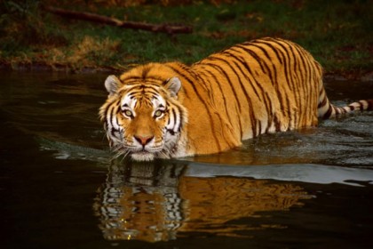 সুন্দরবনে বাঘের সংখ্যা ১০৬টি