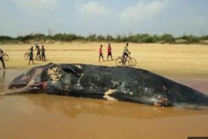 ভারতের সমুদ্র তীরে ফের ভেসে এলো মরা তিমি