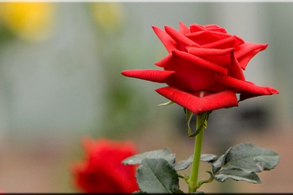 বিশ্ব ভালোবাসা দিবস আজ