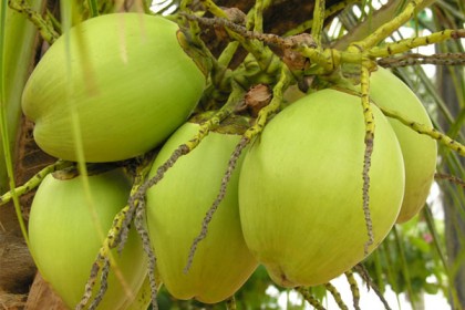 উচ্চ রক্তচাপ নিয়ন্ত্রণ করে ডাব