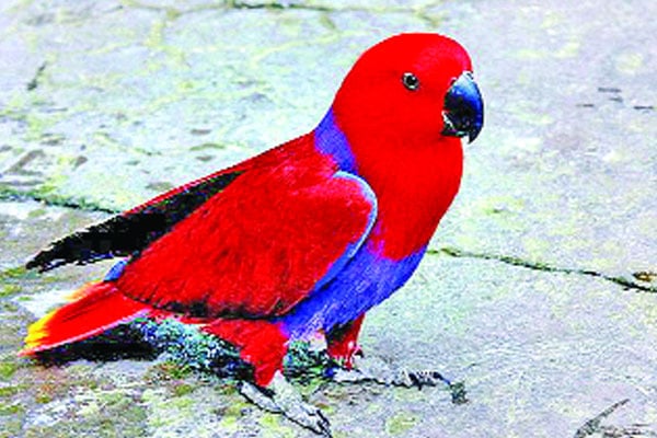 বিদেশি পাখির মুখে জয় বাংলা জয় বঙ্গবন্ধু