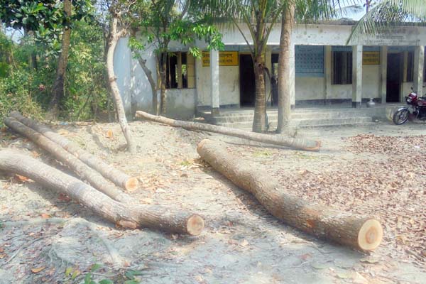 
উজিরপুরে স্কুল কমিটির সভাপতির বিরুদ্ধে গাছ বিক্রির অভিযোগ
