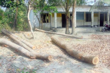 
উজিরপুরে স্কুল কমিটির সভাপতির বিরুদ্ধে গাছ বিক্রির অভিযোগ
