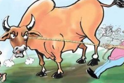 ঝিনাইদহে এক রাতে ১০ গরু ডাকাতি