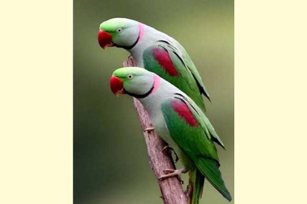 আবাসিক পাখি চন্দনা টিয়া