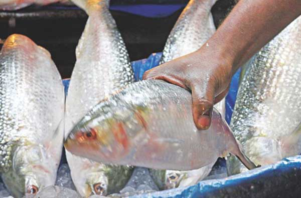 'কাঁটাবিহীন' ইলিশ চান মন্ত্রী!