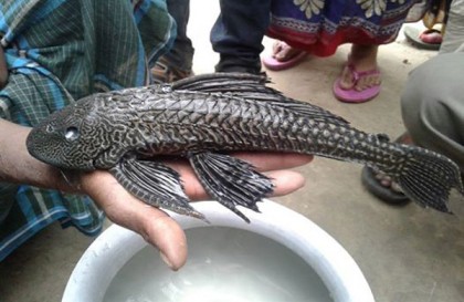 আলমডাঙ্গায় জেলেদের জালে বিরল প্রজাতির মাছ